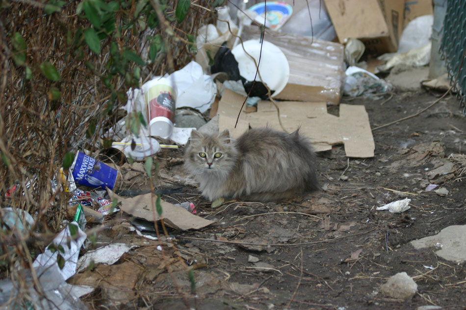 What is a feral cat? The Pampered Kitty