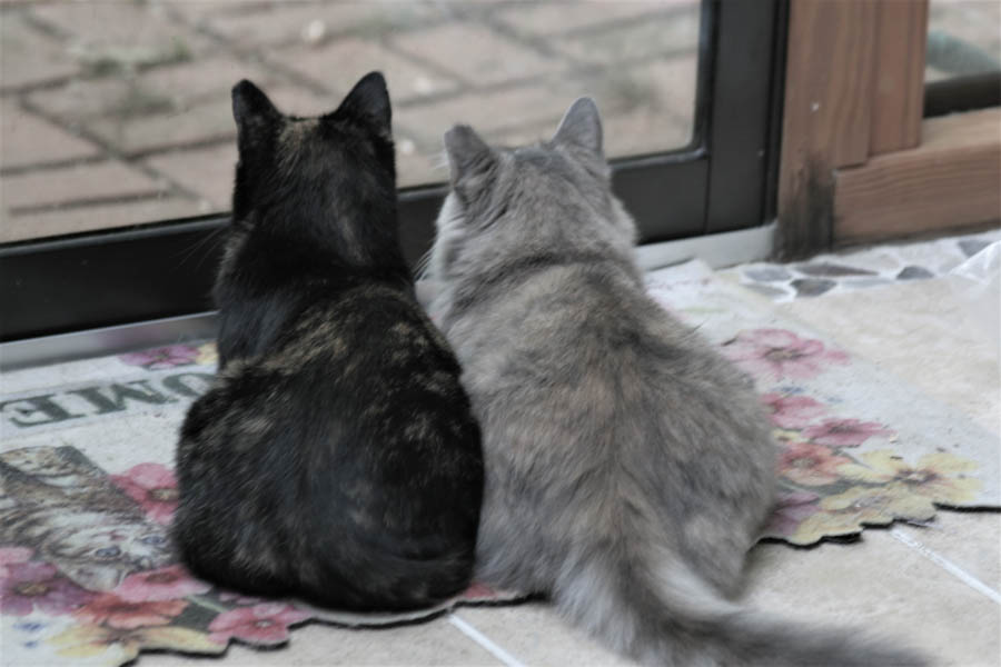 can-feral-cats-be-socialized-the-pampered-kitty